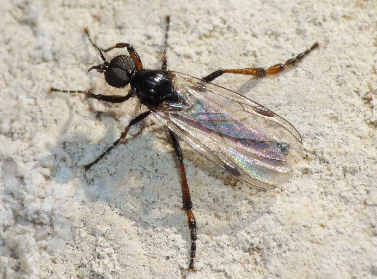 Bibio femoralis (Bibionidae), maschio